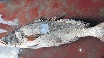 The fish, popular as Telia, is a rare variety of marine fish known for its medicinal values.