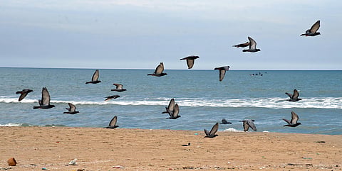 A flock of pigeons seen over Chennai's empty Marina Beach amidst Coronavirus pandemic which has restricted people from gathering out in large numbers. (Photo | Martin Louis, EPS)
