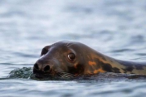 Critics say the increased seal population will hurt the economy and scare off tourists. (Photo | AP)