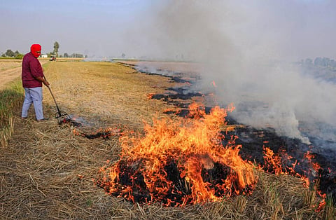A farmer burns paddy stubble at a farm on the outskirts of Amritsar Sunday. (Photo | PTI)