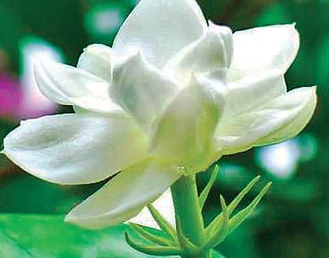 jasmine
