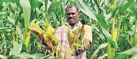 A farmer showing his maize crop reportedly damaged by wild boars in Perambalur’s Veppanthattai taluk.
