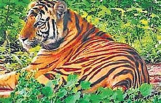 A team from NTCA visited Satkosia Tiger Reserve and inspected the enclosure where Sundari has been accommodated.