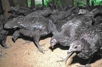 Kadaknath chicken