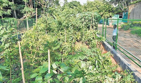 The Miyawaki forest at Kanakakunnu Palace Grounds |B P Deepu