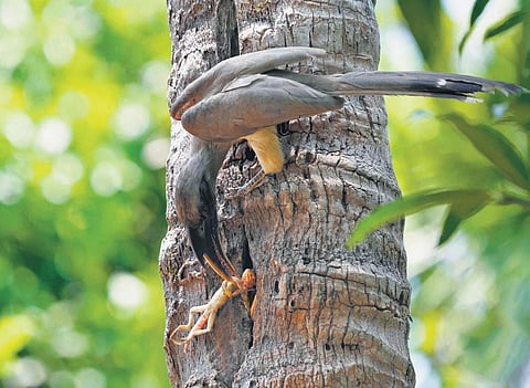 Rendezvous with Indian Grey Hornbills