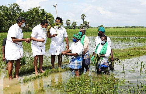 Chief Minister Edappadi K Palaniswami inspecting paddy crops affected in Kokkaladi village in Tiruvarur district on Wednesday (File Photo | Express)