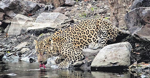 Leopard at Ranthambore, January 2019 | Varun Khullar