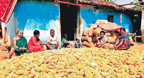 A farmer household with its unsold maize crop in Nuapada district I Express