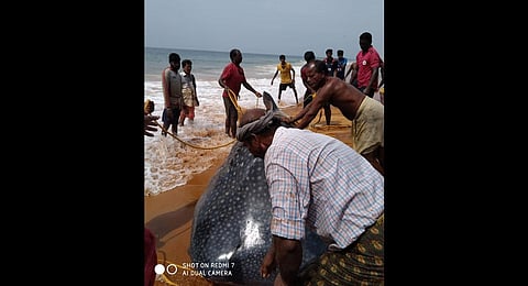Fishermen at Shanghumugham rescue a whale shark caught in the net on Friday.