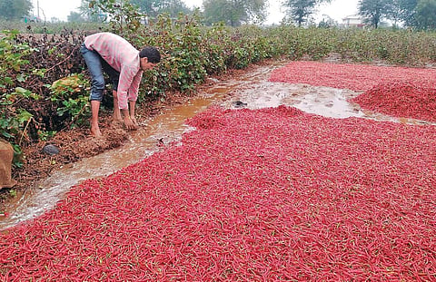 (Left) A farmer inspects his spoilt chilli crop in Khammam district. (Inset) Palair MLA, Kandala Upender Reddy meets farmers on Sunday.