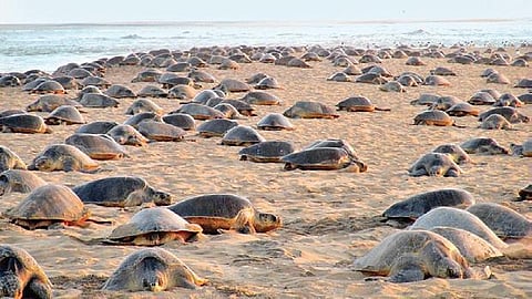 Olive Ridleys start sporadic nesting at Gahiramatha