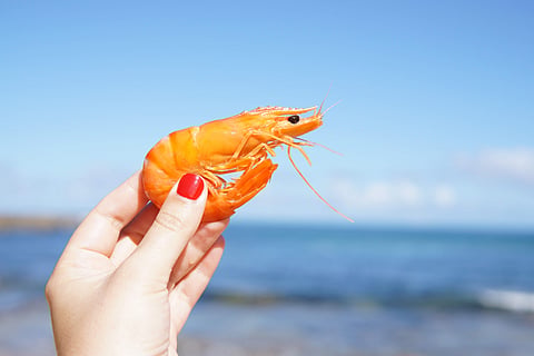 Image of shrimp used for representational purpose.