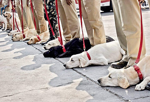 Trained dog squads (File Photo | EPS)