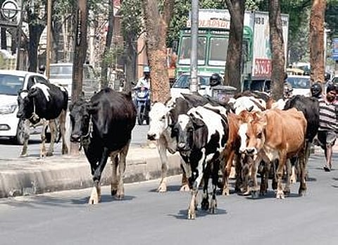 Cows block traffic as they move in a herd on a city road | Nagaraja Gadekal