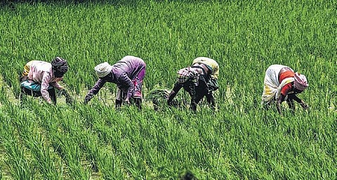 Representative picture of workers at a farmland | file photo