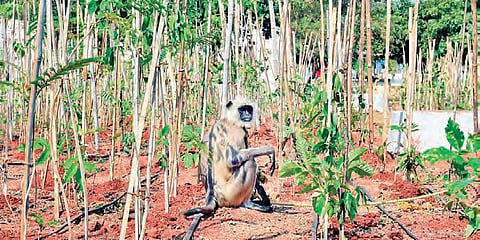 A langur in Miyawaki plantation at the Police Training Centre on the outskirts of Karimnagar on Tuesday. (Photo | EPS)