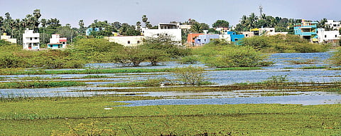 Water hyacinth and invasive weeds choke the waterspread areas of Red Hills reservoir near Arikambedu | d sampathkumar