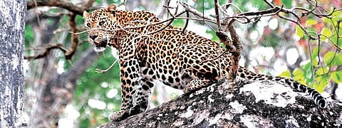 A leopard seen resting on a tree in Bandipur forest | Udayshankar S
