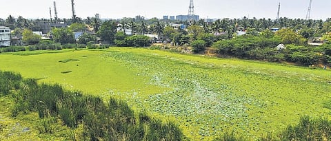 The dry pond is enveloped by massive weeds D Sampathkumar