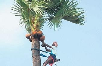 Realty boom hits toddy tappers