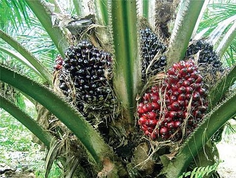 Telangana to expand oil palm cultivation