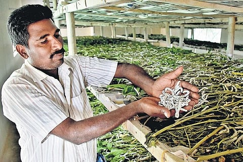 The worms feed on mulberry leaves before producing the cocoon U Rakesh Kumar