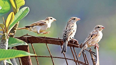 Representational image. (Photo| P Jawahar, EPS)