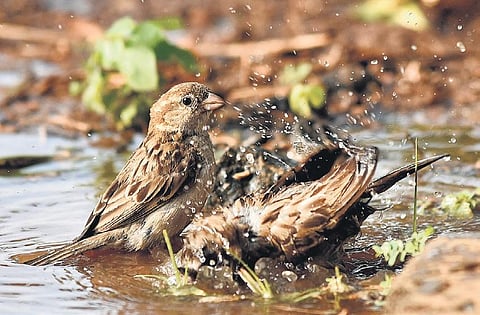 Photos: P Jawahar