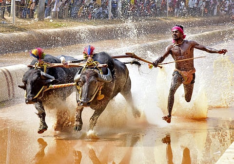 Srinivasa Gowda on his way to creating history as the fastest jockey during the Aikala Kambala held recently (Photo | Rajesh Shetty Ballalbagh, EPS)
