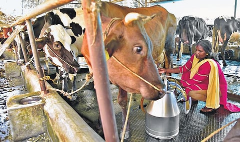 Mini Raju of Pulluvazhy in Ernakulam milking cows | Albin Mathew
