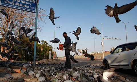 A Man feeds pigeons during the countrywide lockdown to control the spread of coronavirus in Delhi on Wednesday. (Photo | Anil Shakya/EPS)