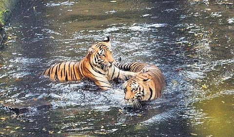 Finally, inmates of T’Puram zoo get to roam and roar freely