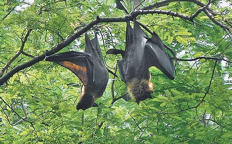 The bat-man connection: Will it help or hurt us?