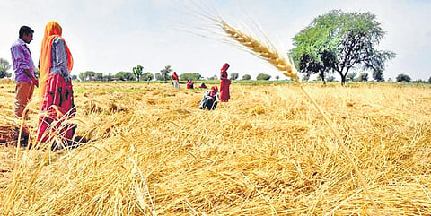 On the farmers’ demand, the state government had requested the central government to increase the purchase limit.