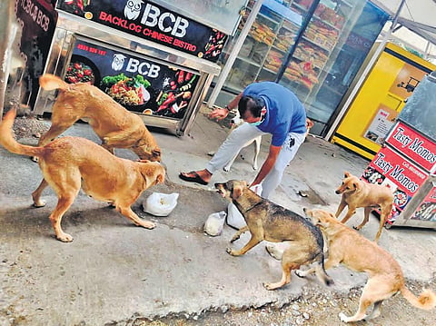 Feeding furry friends