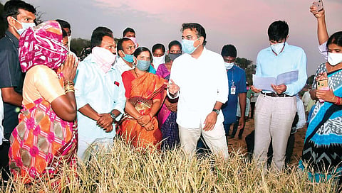 MAUD Minister KT Rama Rao, along with Collector D Krishnabhaskar, inspects damaged paddy crop at Adavipadira village in Rajanna-Sircilla district on Friday