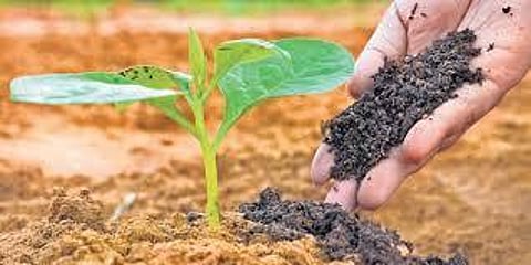 Image of manure used for representation.