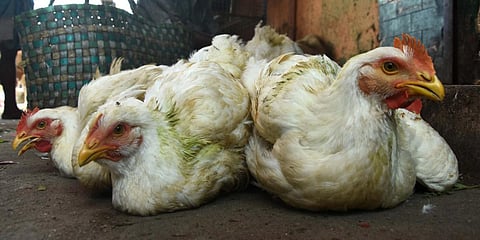 Chickens were taken out from the meat shop after the corporation officials asked to close the shop at Pallavaram market on Sunday. (Photo| Ashwin Prasath, EPS)