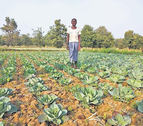 A farmer at a cauliflower land (Photo | EPS)