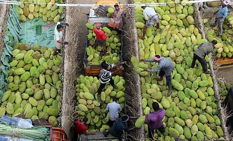 When unripe, the jackfruit is added to curries or fried, minced and sauted. (Photo | EPS)