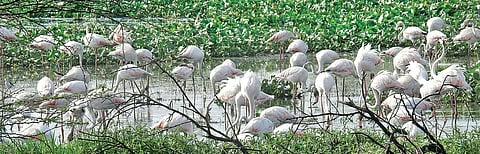 A group of Greater flamingoes spotted at the Najafgarh Lake | express