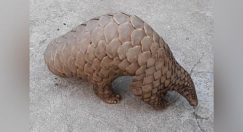 Image of a Pangolin used for representational purpose. (Photo | EPS)