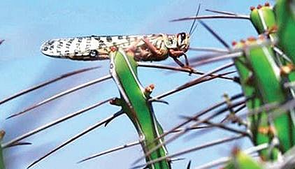 locusts (EPS)