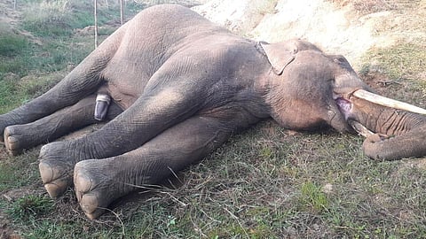 An Elephant died due to electrical shock at Gangavaram mandal in Chittoor district. (Photo | EPS)