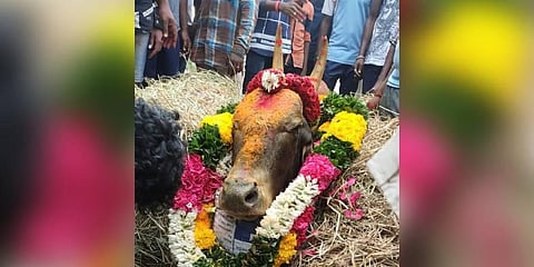 Jallikattu bull Kali Eswara which is believed to have died while attempting to ward off a bunch of drunk men. (Photo | Express)