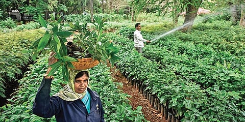 Workers at Indira Park in Hyderabad ready the saplings required for the ensuing sixth phase of Haritha Haram programme, which is set to commence across the State on June 20 | Vinay Madapu