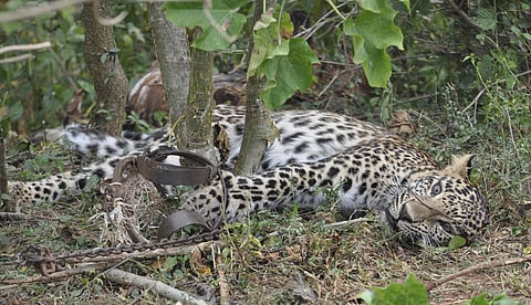 This November 2014 photo provided by the Wildlife Trust of India shows a leopard caught in a trap in a forest in Karnataka, India. (Photo | AP)