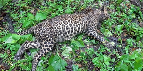 Leopard killed in suspected tiger attack in MTR