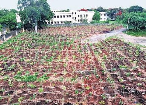 Osmania University will turn into Green Campus as HMDA Â has taken up massive plantations in the entire campus
